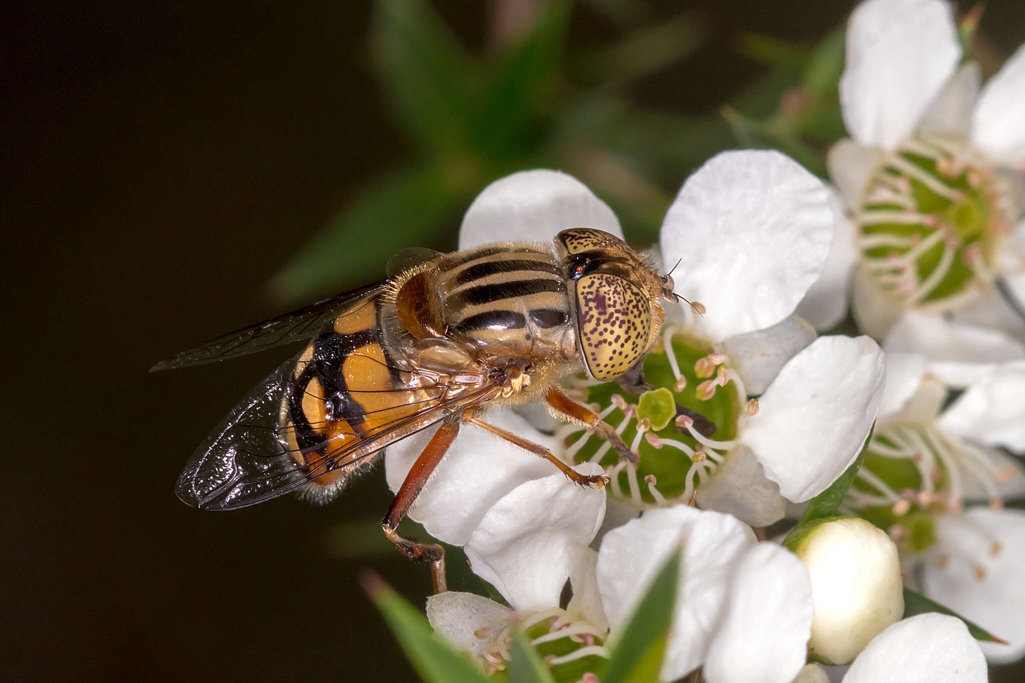 صورة Eristalinus punctulatus (Macquart 1847)