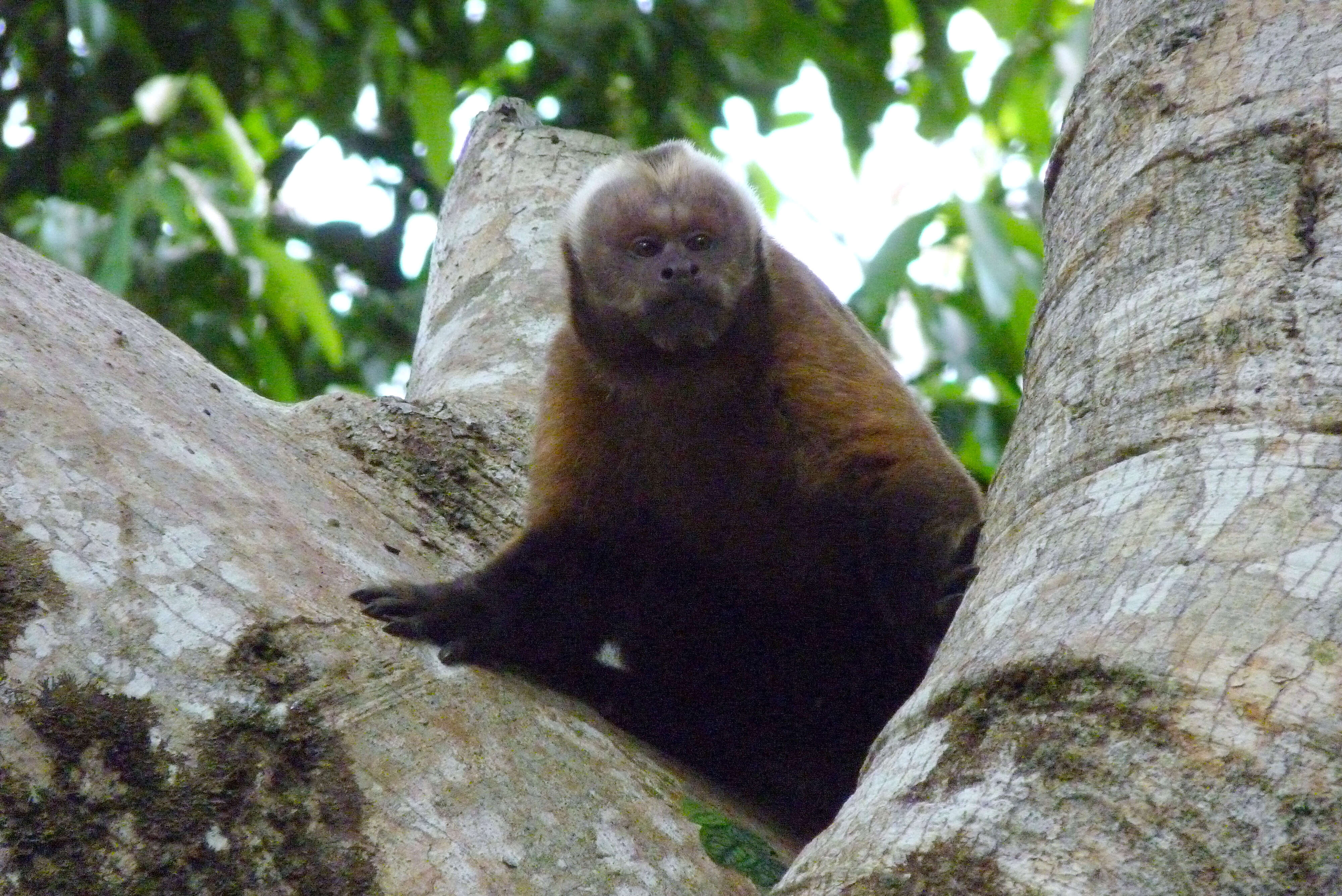 Image of Sapajus macrocephalus (Spix 1823)