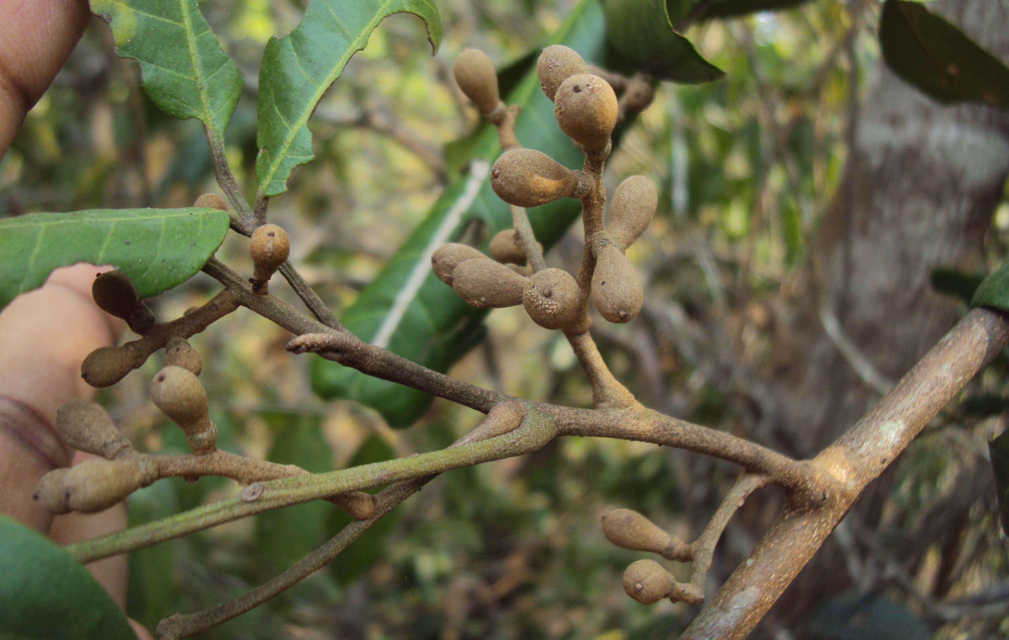 Image of Aglaia elaeagnoidea