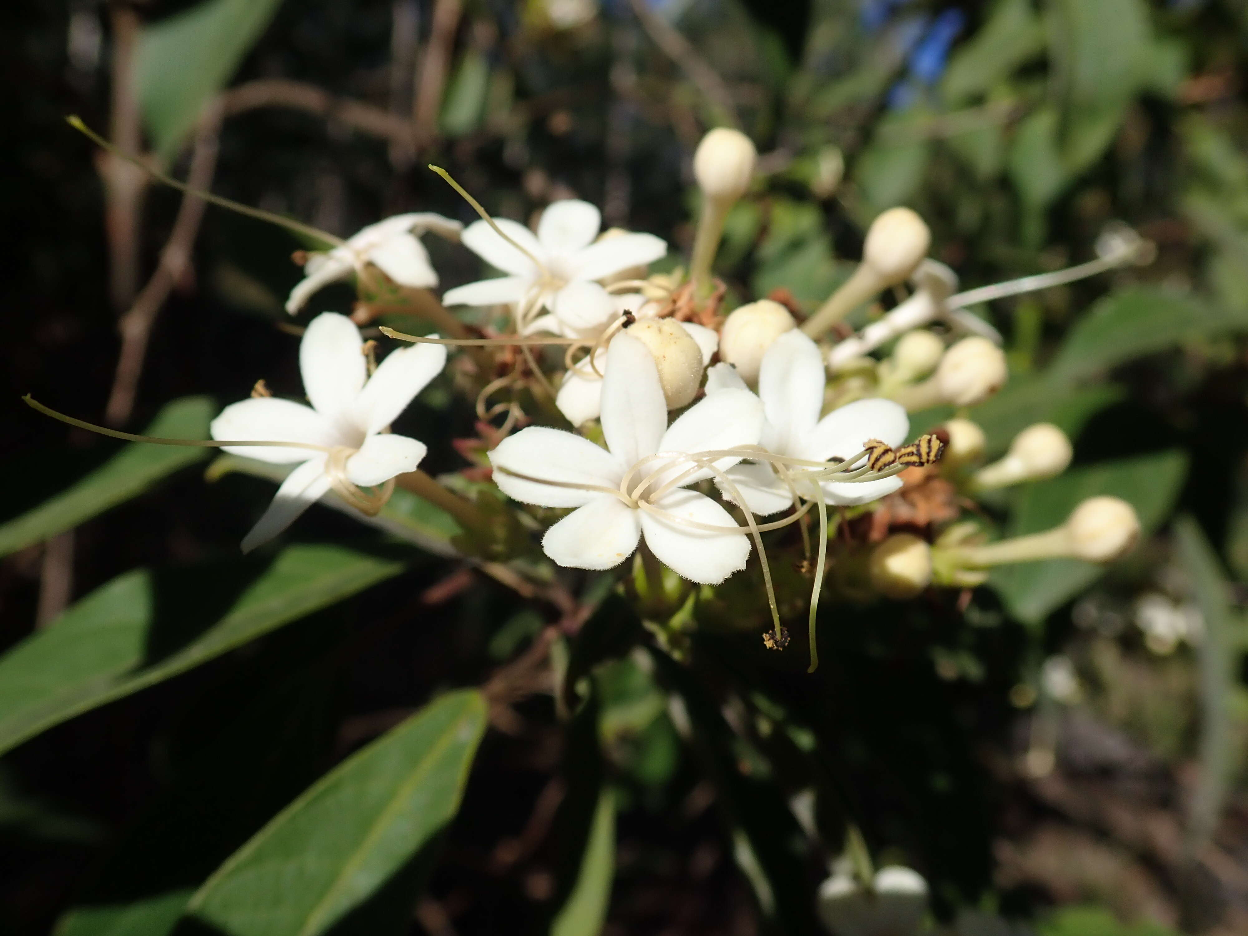 Image of Clerodendrum tomentosum (Vent.) R. Br.