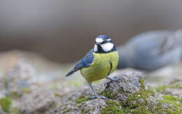 Image of African Blue Tit