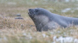 Image of South Atlantic Elephant-seal