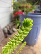 Image of Crassula ericoides Haw.