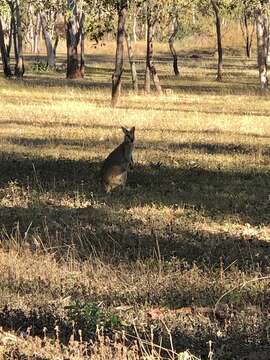 Image of Agile Wallaby