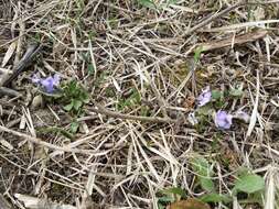 Image of teesdale violet