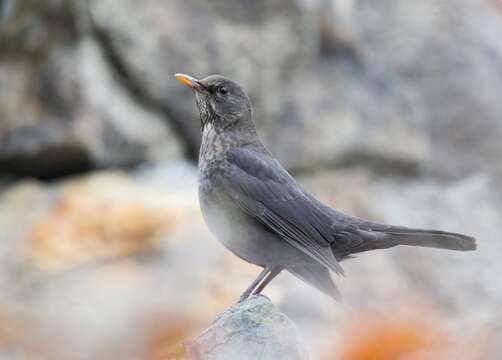 Image of Tibetan Blackbird