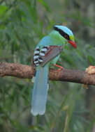 Image of Common Green Magpie