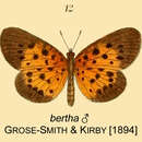 Image of Pentila nero (Grose-Smith & Kirby 1894)
