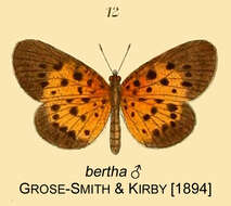 Image of Pentila nero (Grose-Smith & Kirby 1894)