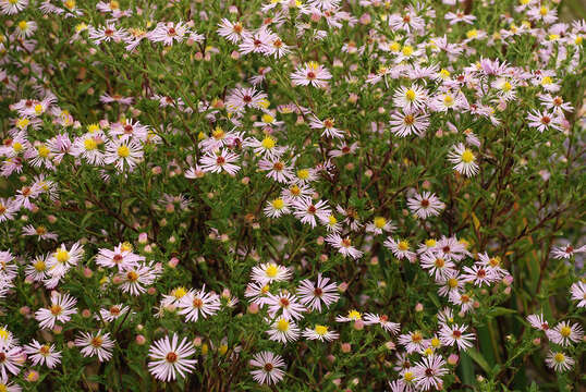 Sivun Symphyotrichum elliottii (Torr. & A. Gray) G. L. Nesom kuva