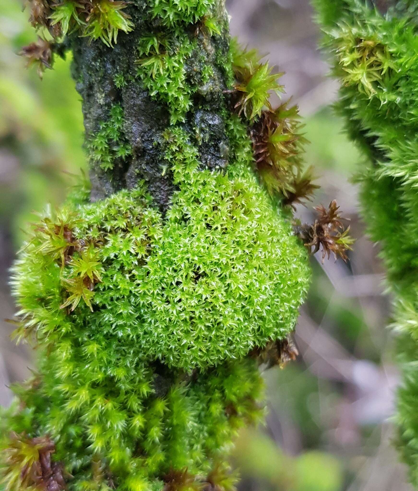 Image of zygodon moss