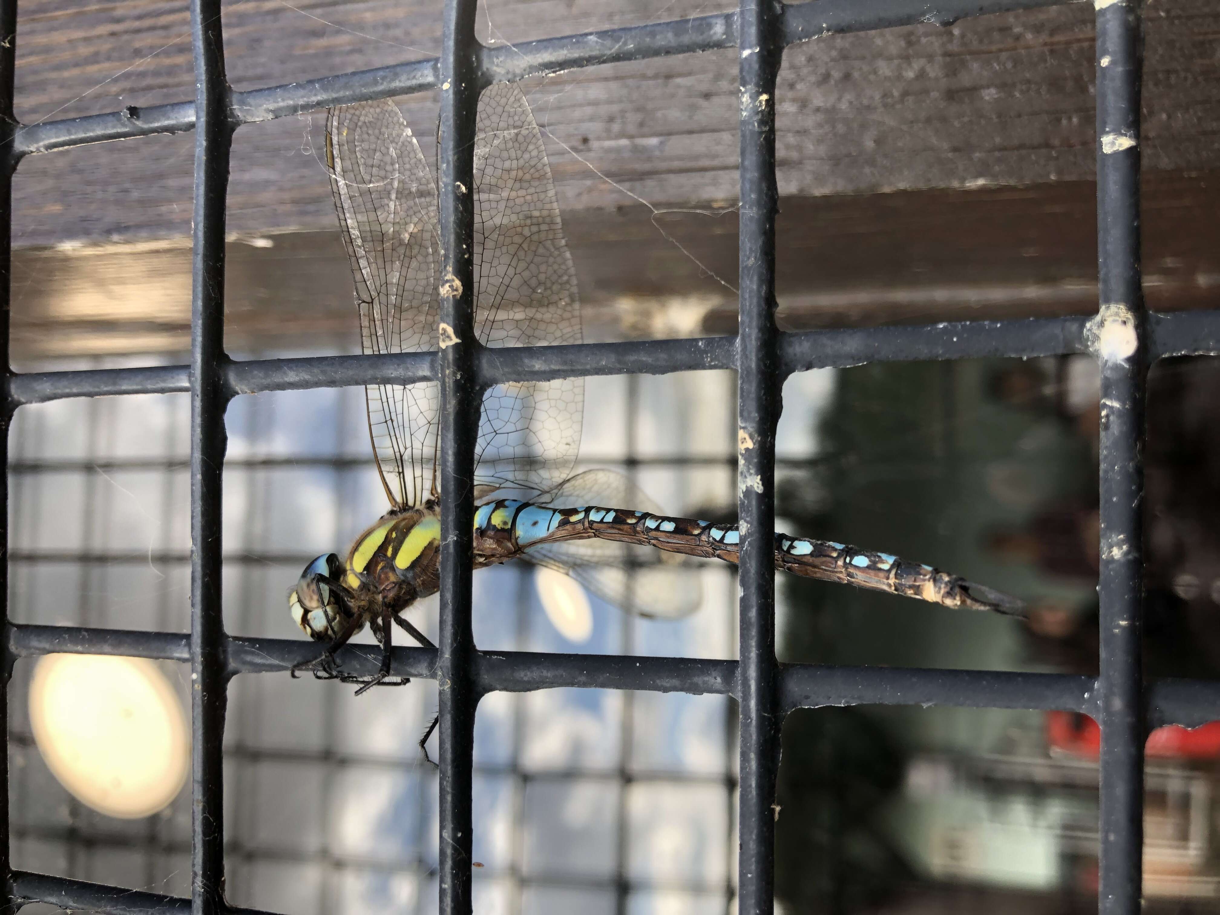 Image of Migrant Hawker