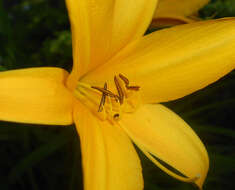 Image of Dumortier's daylily