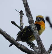 Image of Gilded Barbet