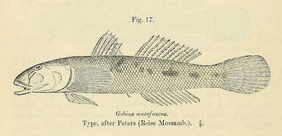 Image of Freshwater goby