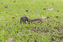 Image of Northern Tree Shrew