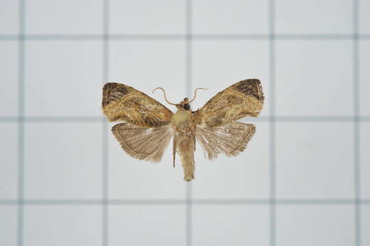 Image of Cryptophlebia repletana Walker 1863