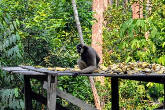 Image of Bornean Agile Gibbon