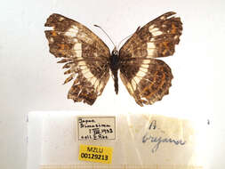 Image of Araschnia burejana Bremer 1861