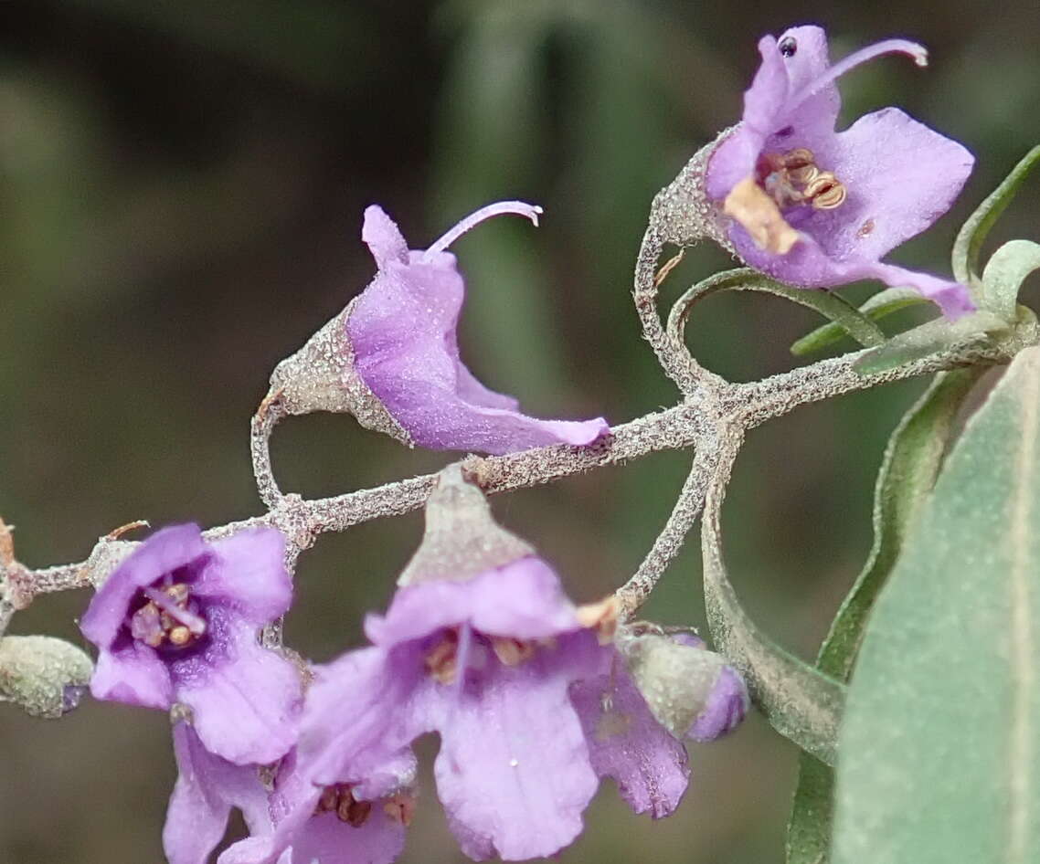 Image of Singleton mint bush