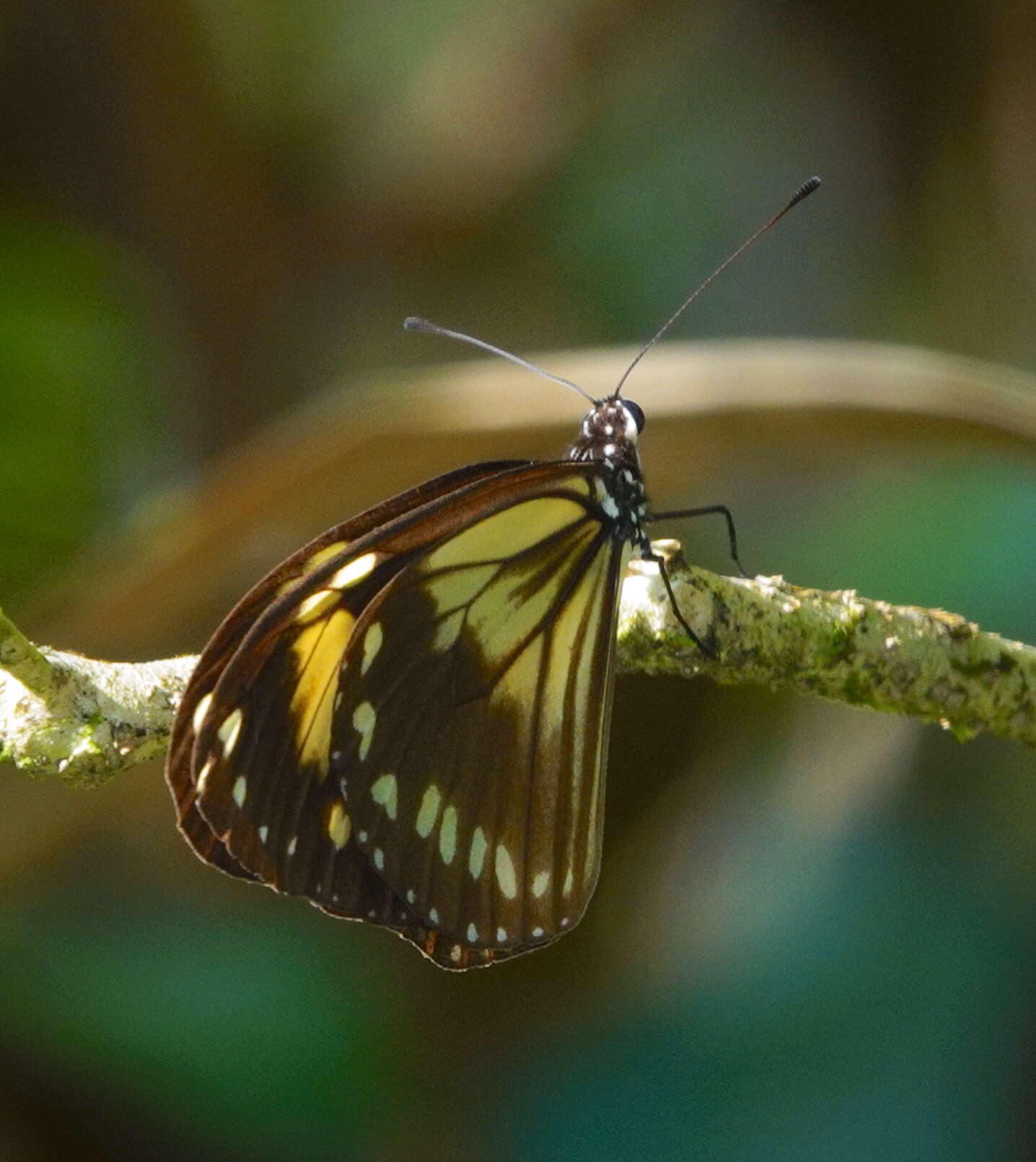 Image of Ideopsis