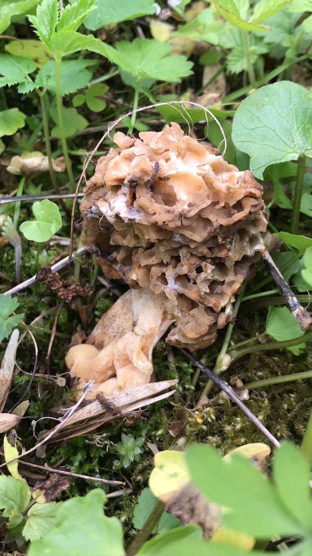 Image of Morchella vulgaris