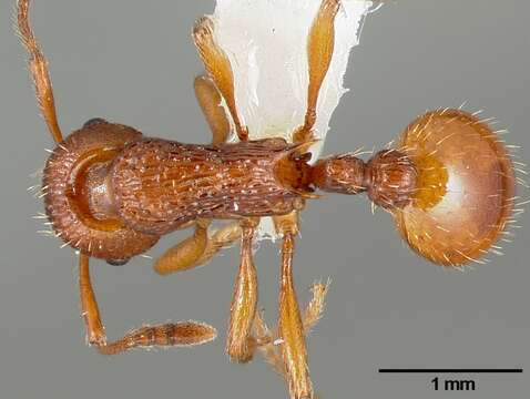 Image of Myrmica americana Weber 1939