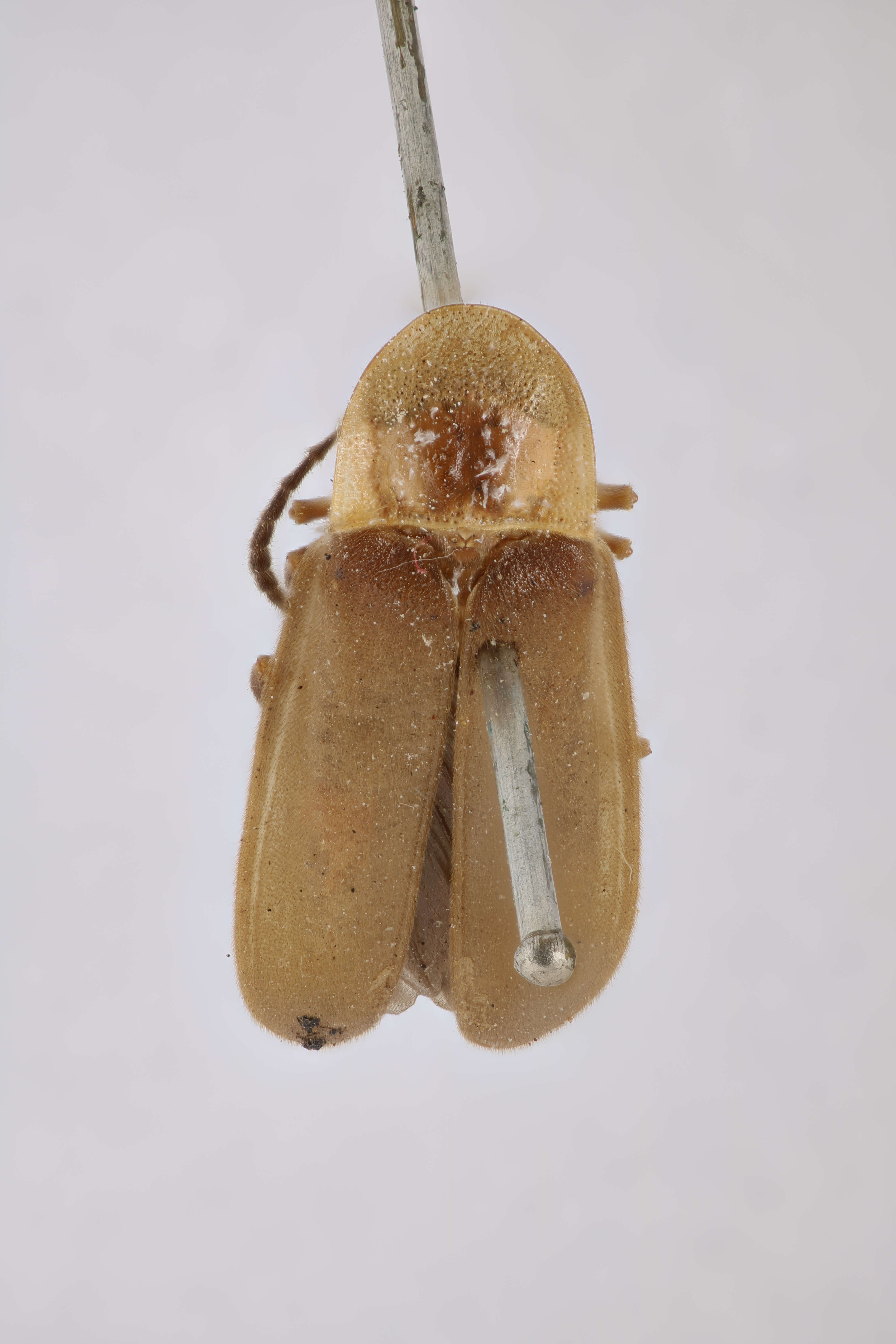 Image of Photinus