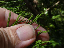 Image of Brush Cypress Pine