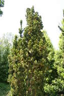 Image of Taxus × media