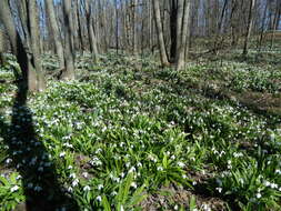 Image of Galanthus plicatus M. Bieb.