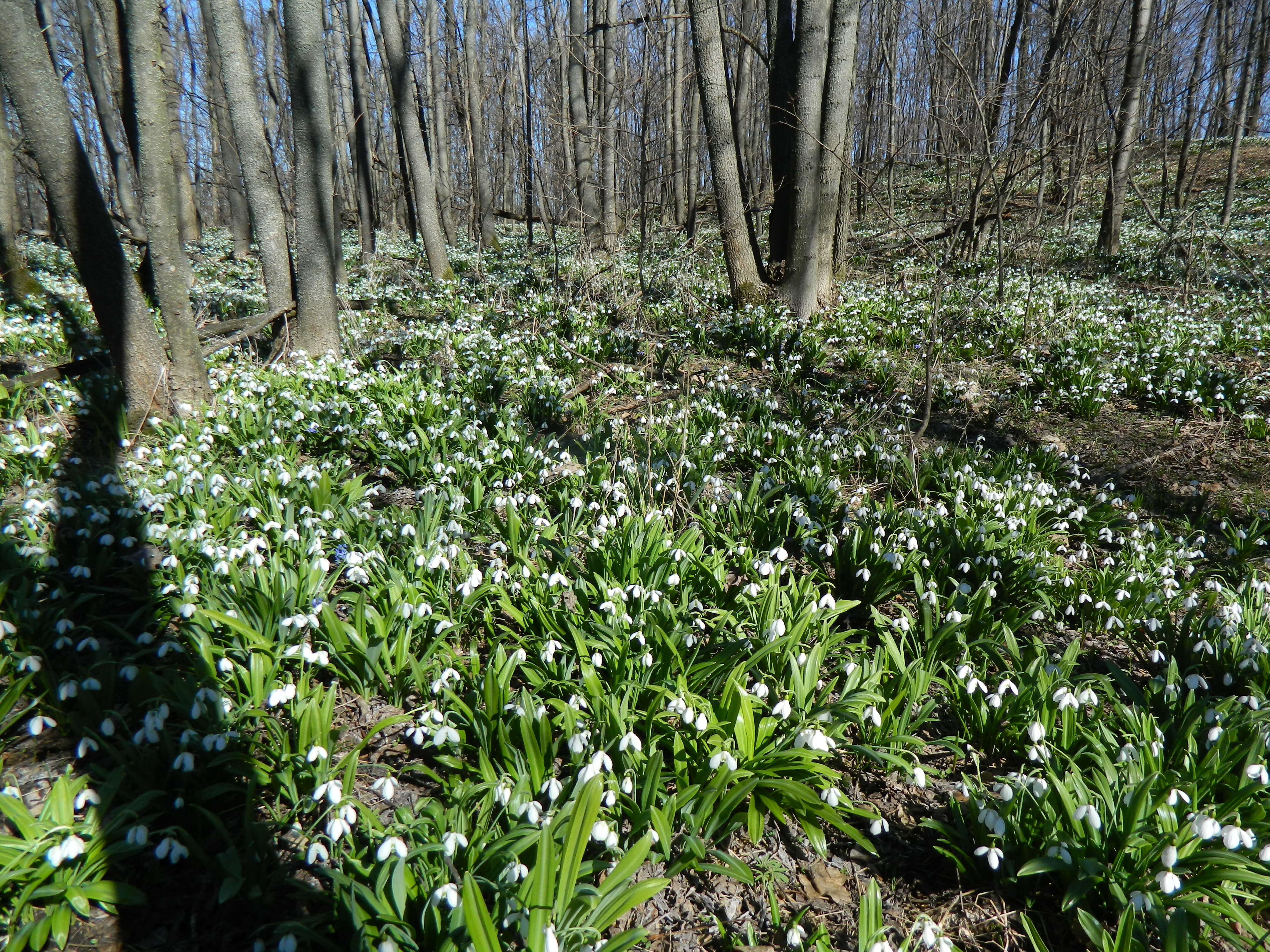 Image of Galanthus plicatus M. Bieb.