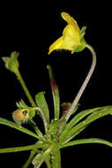 Imagem de Hemimeris sabulosa L. fil.