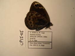 Imagem de Dira clytus Linnaeus 1764