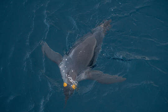 Image of King Penguin