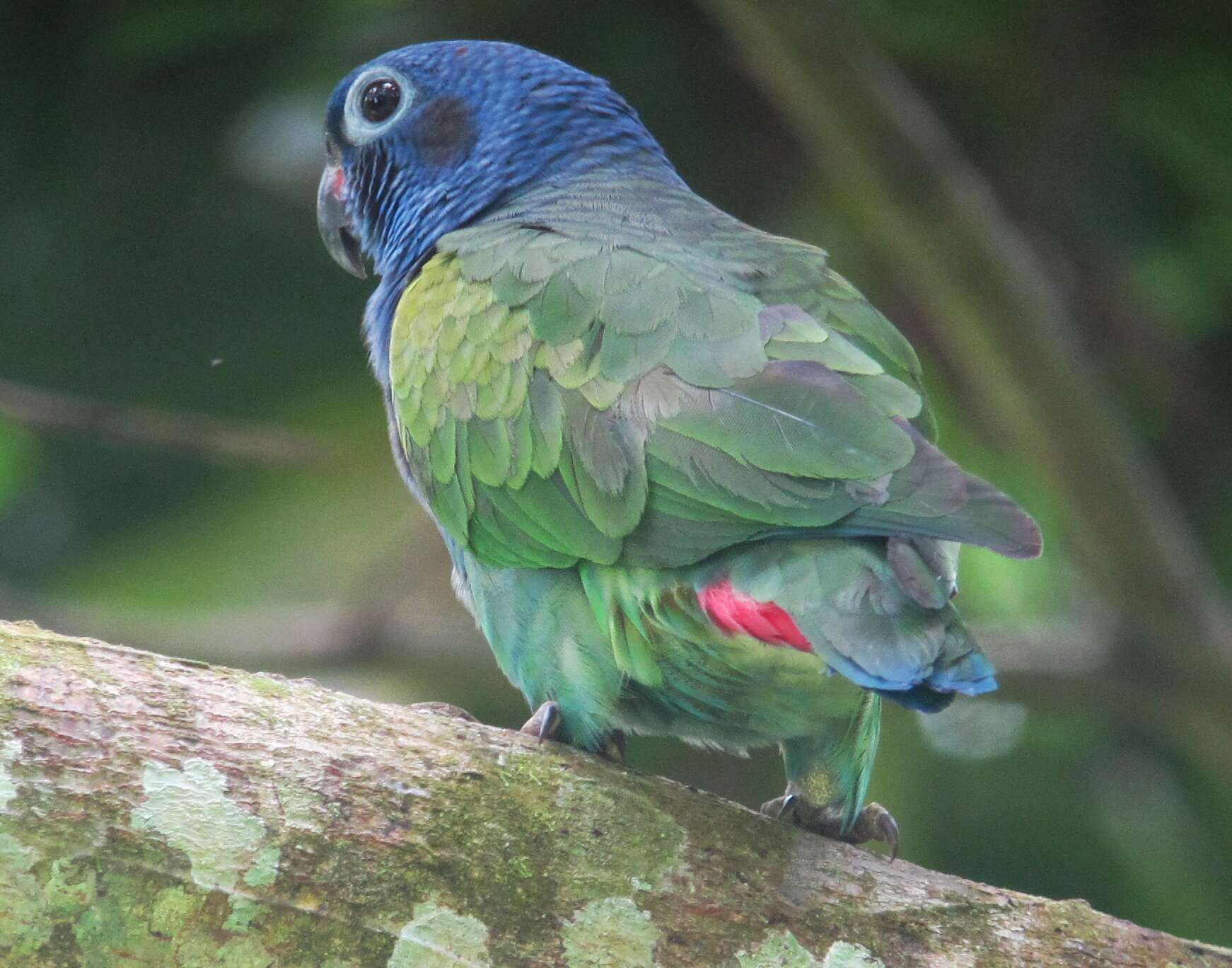 Image of Blue-headed Parrot