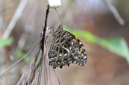 Image of Anetia pantheratus