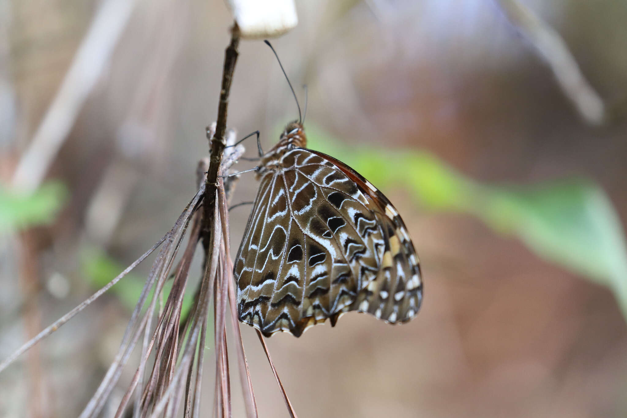 Image of Anetia pantheratus