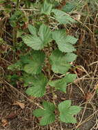 Image of common hop