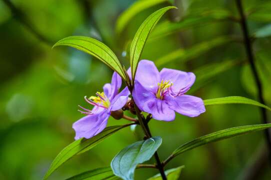 Image of Osbeckia octandra (L.) DC.