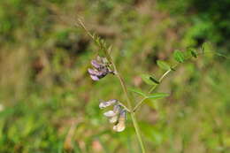 Image of bush vetch