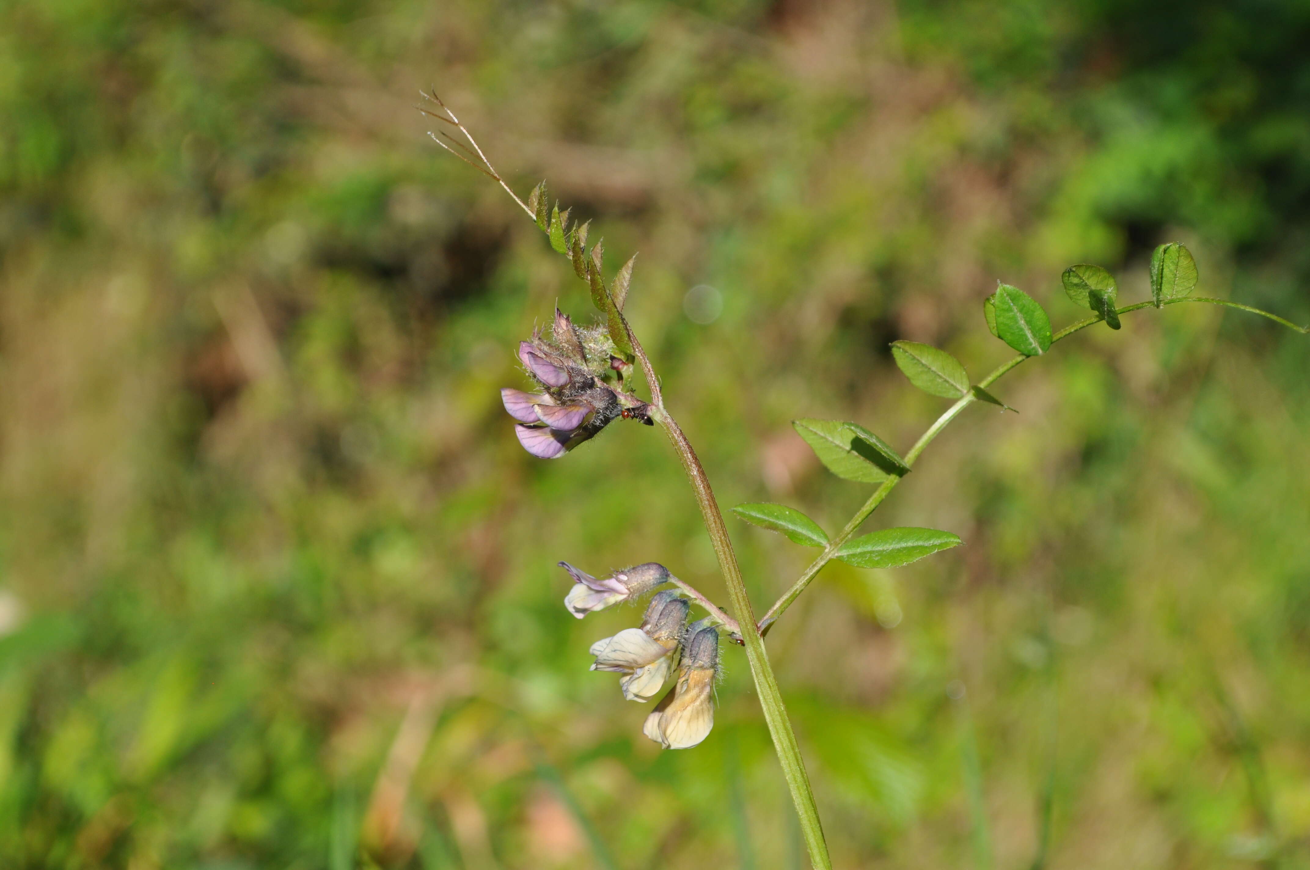 Image of bush vetch