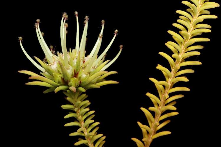 Image of Darwinia ferricola Keighery