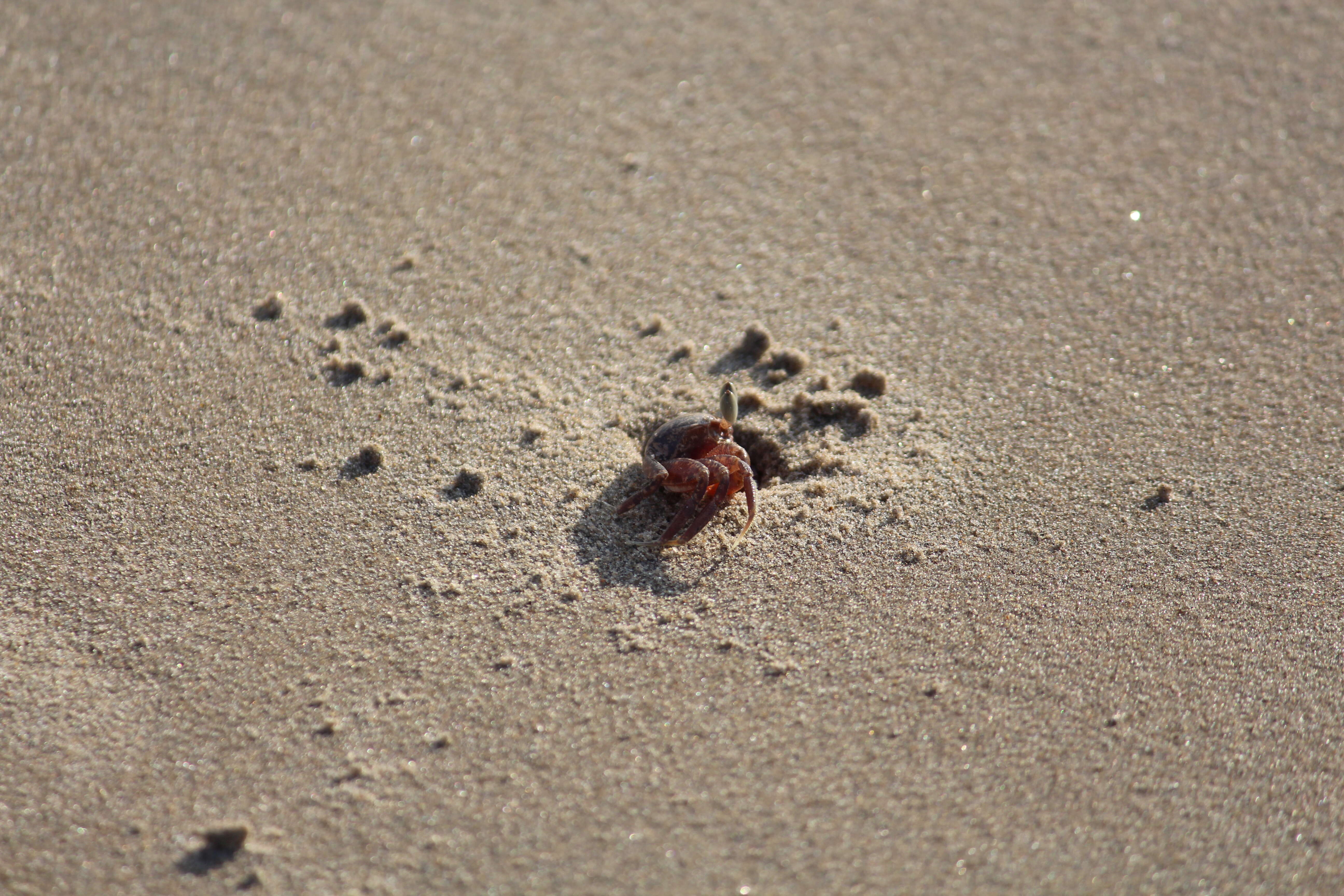 Image of red ghost crab