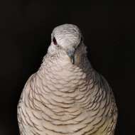 Image of Scaled Dove