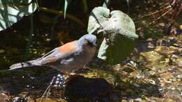 Image of Yellow-eyed Junco