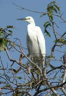 Image of Little Egret