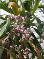 Image of Limonium dendroides Svent.