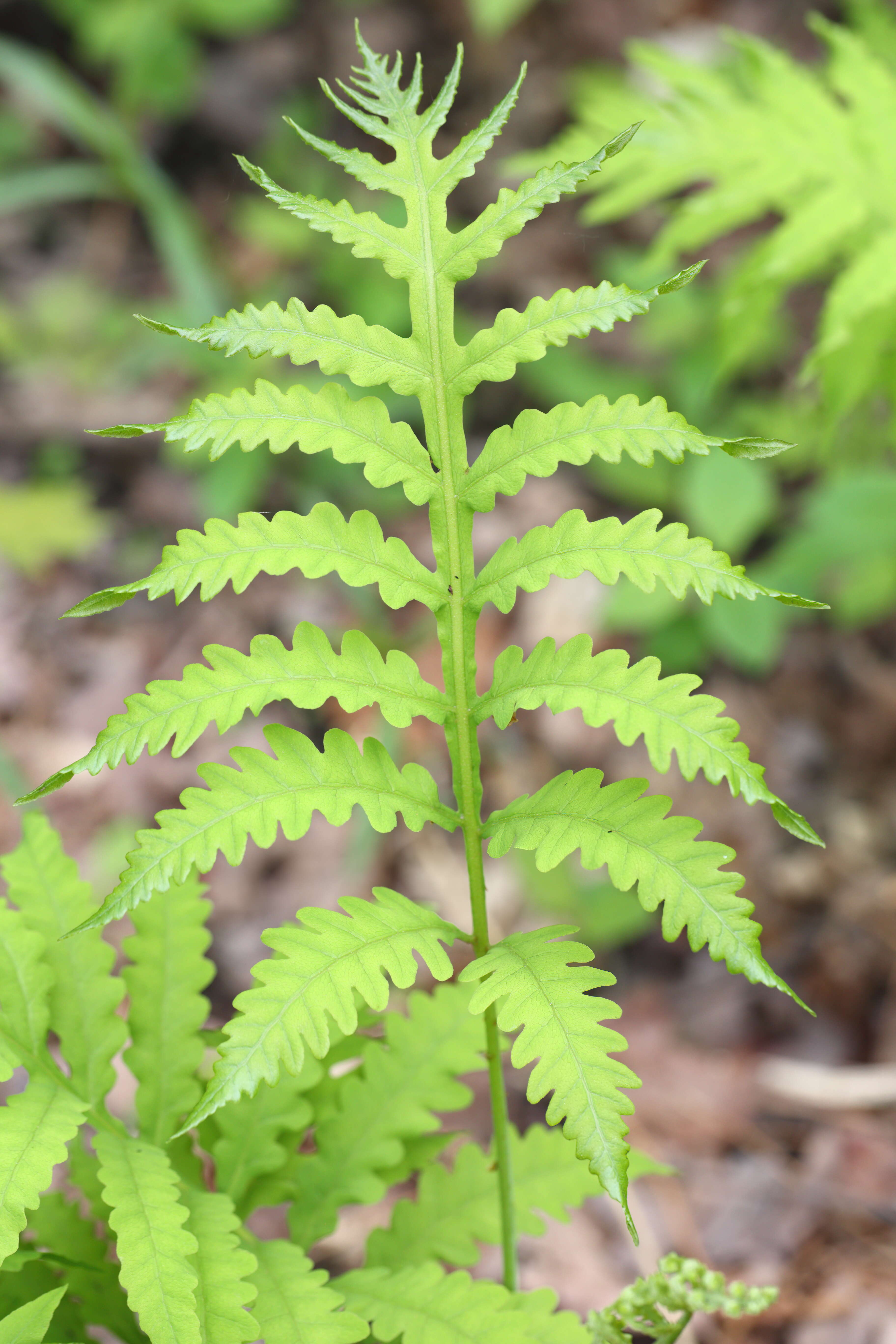 Image of sensitive fern