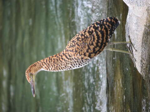 Image of Fasciated Tiger Heron